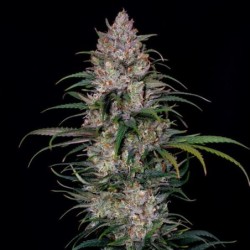 Sweet ZZ semi cannabis Royal Queen Seeds