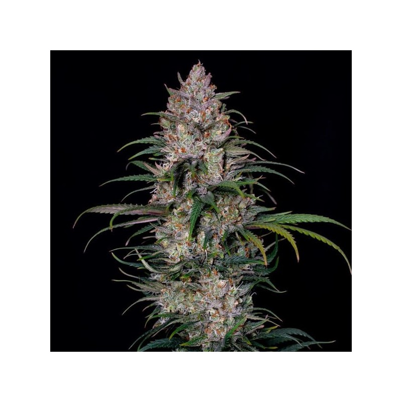 Sweet ZZ semi cannabis Royal Queen Seeds