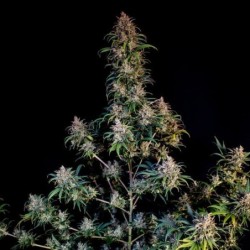 Sweet ZZ semi cannabis Royal Queen Seeds