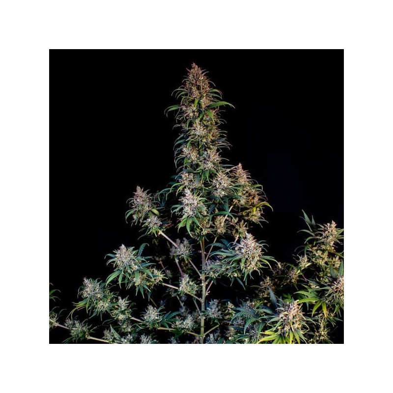 Sweet ZZ semi cannabis Royal Queen Seeds