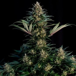 Sweet ZZ semi cannabis Royal Queen Seeds
