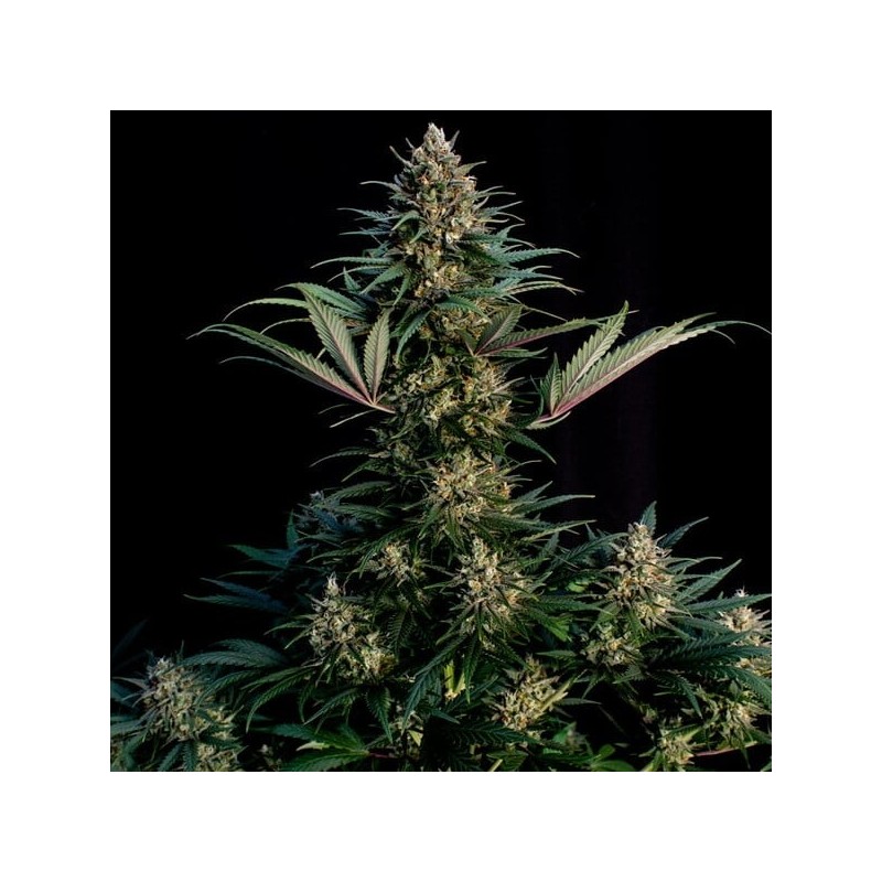Sweet ZZ semi cannabis Royal Queen Seeds