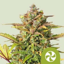 Sweet ZZ Auto semi cannabis Royal Queen Seeds