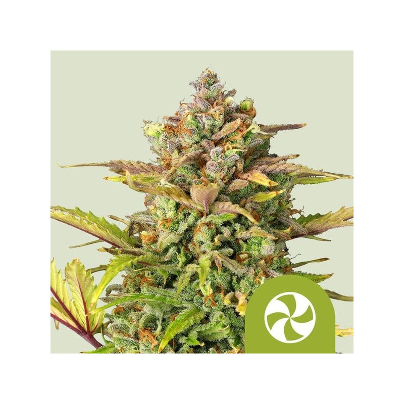 Sweet ZZ Auto semi cannabis Royal Queen Seeds