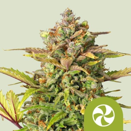 Sweet ZZ Auto semi cannabis Royal Queen Seeds
