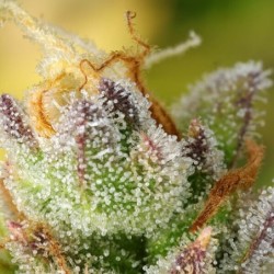 Sweet ZZ Auto semi cannabis Royal Queen Seeds