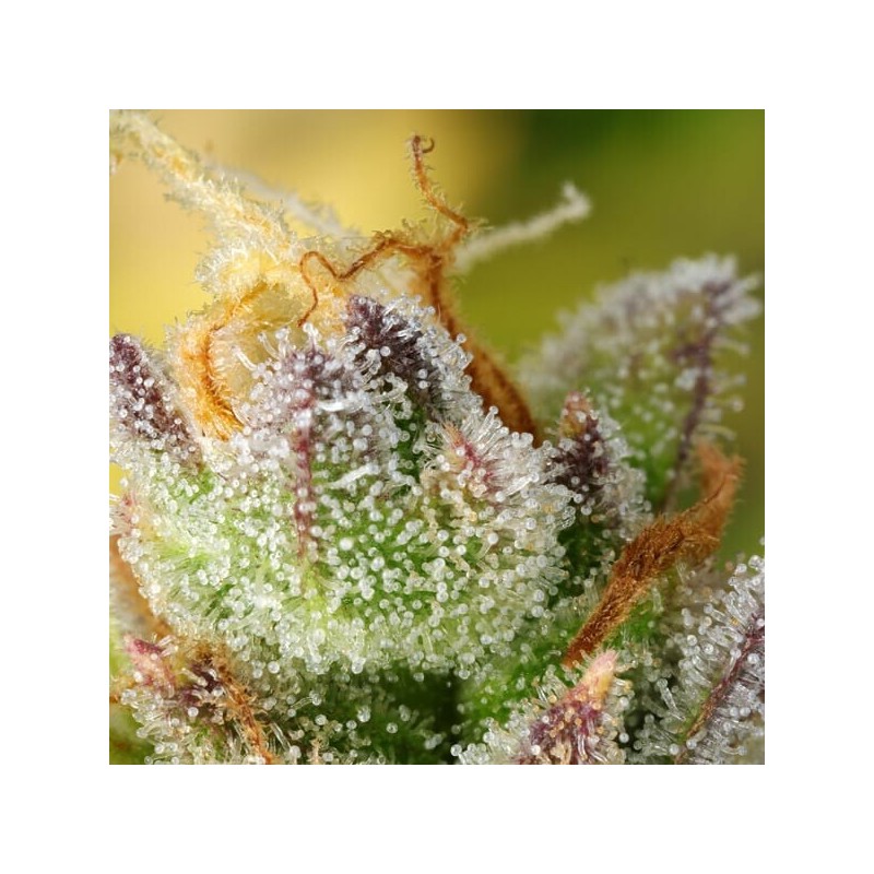 Sweet ZZ Auto semi cannabis Royal Queen Seeds