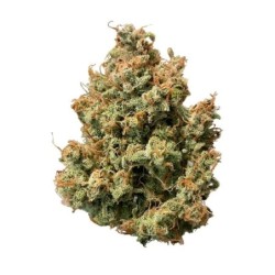 Sweet ZZ Auto semi cannabis Royal Queen Seeds