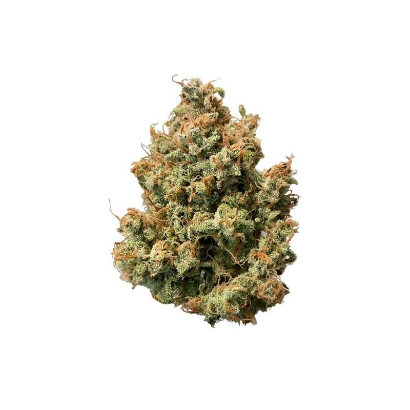 Sweet ZZ Auto semi cannabis Royal Queen Seeds