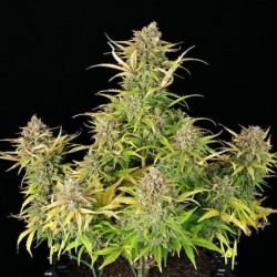 Sweet ZZ Auto semi cannabis Royal Queen Seeds