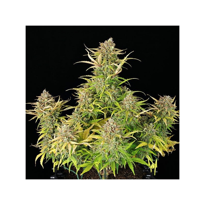 Sweet ZZ Auto semi cannabis Royal Queen Seeds