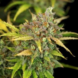 Sweet ZZ Auto semi cannabis Royal Queen Seeds