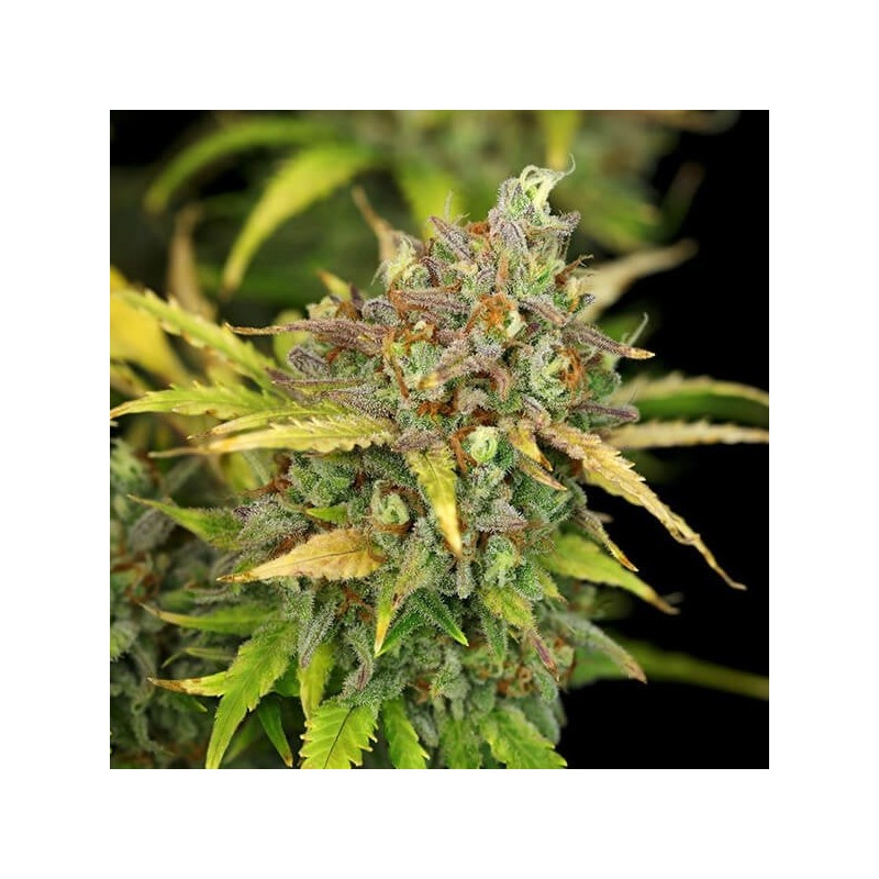 Sweet ZZ Auto semi cannabis Royal Queen Seeds