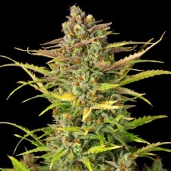 Sweet ZZ Auto semi cannabis Royal Queen Seeds