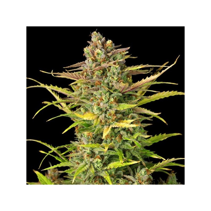 Sweet ZZ Auto semi cannabis Royal Queen Seeds