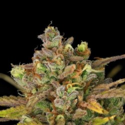 Sweet ZZ Auto semi cannabis Royal Queen Seeds
