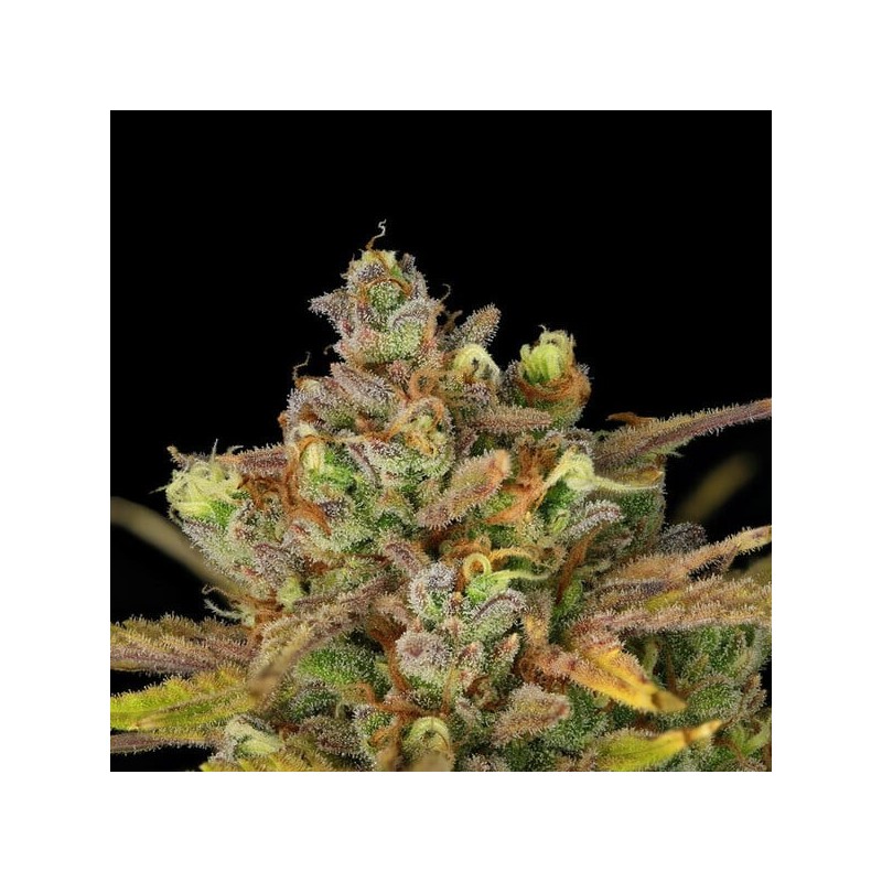 Sweet ZZ Auto semi cannabis Royal Queen Seeds