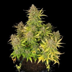 Sweet ZZ Auto semi cannabis Royal Queen Seeds