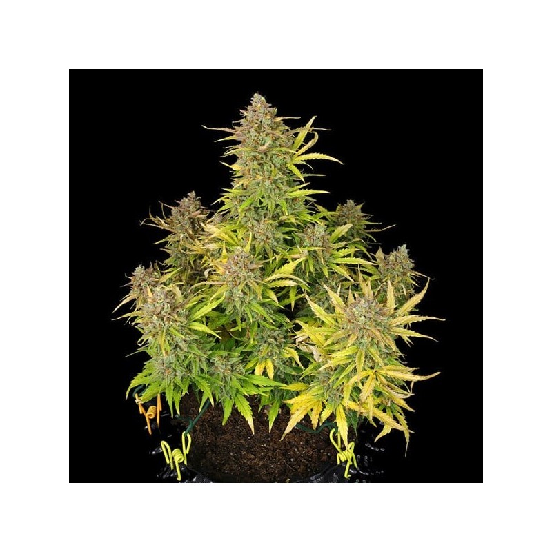 Sweet ZZ Auto semi cannabis Royal Queen Seeds