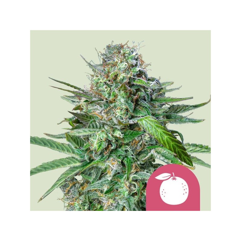 Tangie semi cannabis Royal Queen Seeds