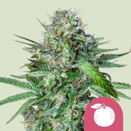 Tangie semi cannabis Royal Queen Seeds