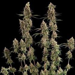 Tangie semi cannabis Royal Queen Seeds