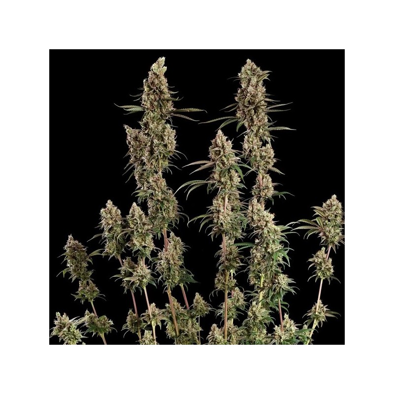 Tangie semi cannabis Royal Queen Seeds