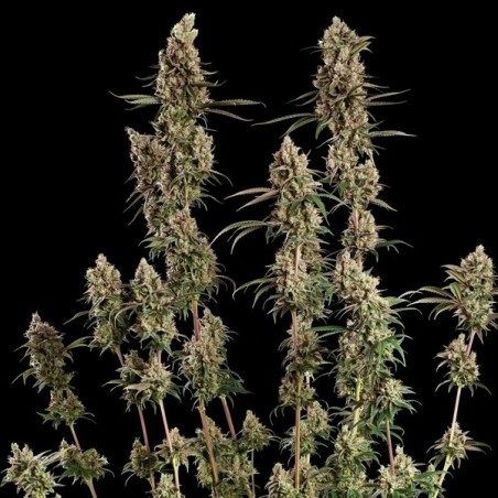 Tangie semi cannabis Royal Queen Seeds