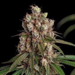 Tangie semi cannabis Royal Queen Seeds