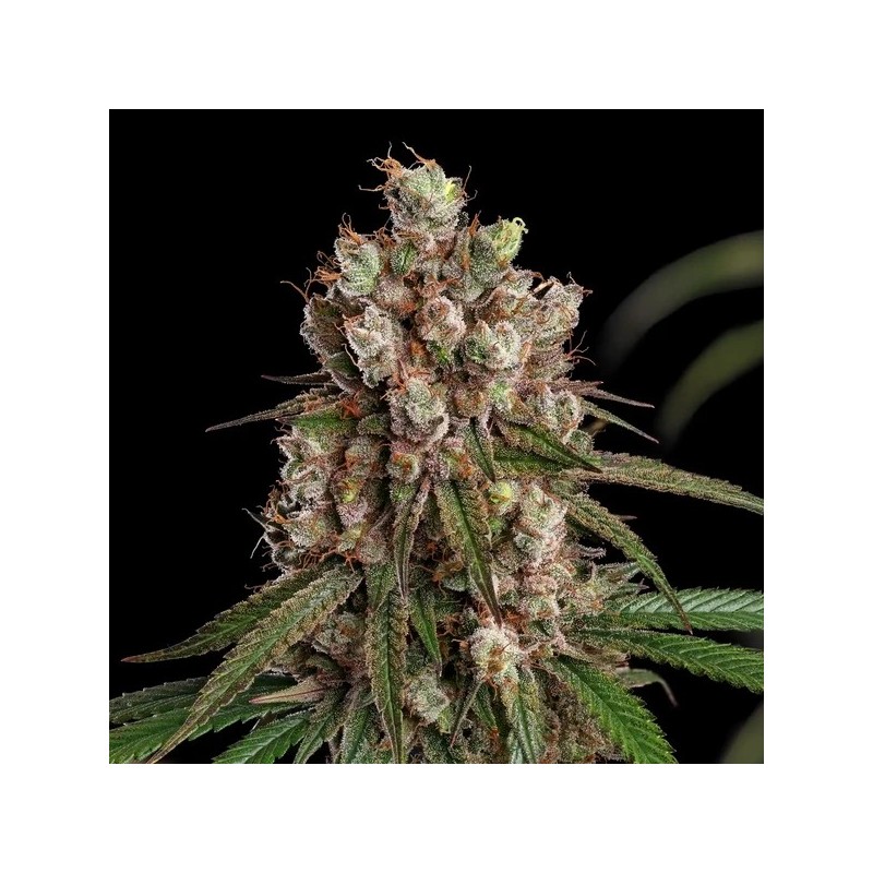 Tangie semi cannabis Royal Queen Seeds