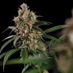 Tangie semi cannabis Royal Queen Seeds