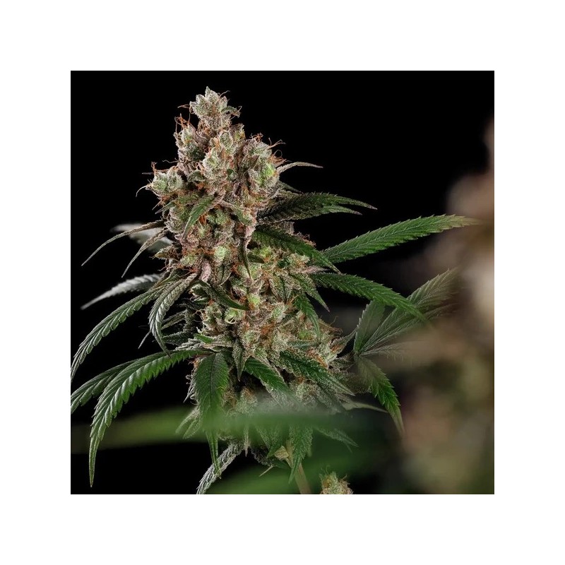 Tangie semi cannabis Royal Queen Seeds