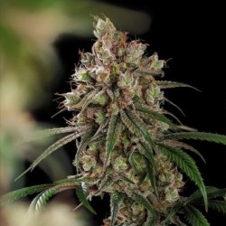Tangie semi cannabis Royal Queen Seeds