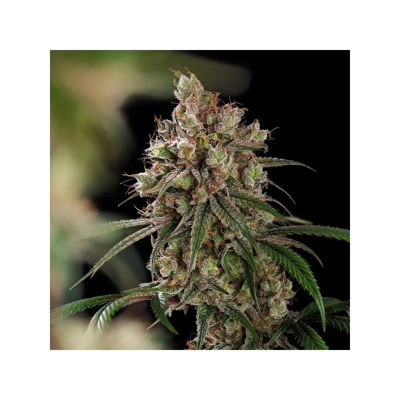 Tangie semi cannabis Royal Queen Seeds