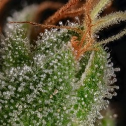 Tangie semi cannabis Royal Queen Seeds