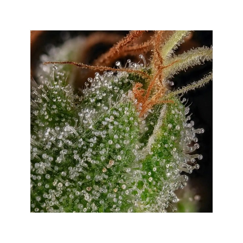 Tangie semi cannabis Royal Queen Seeds