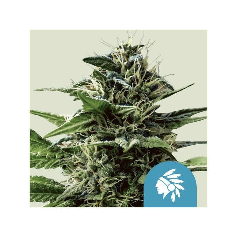 Tatanka Pure CBD semi cannabis Royal Queen Seeds