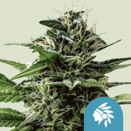 Tatanka Pure CBD semi cannabis Royal Queen Seeds