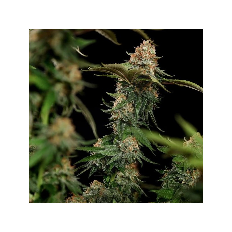 Tatanka Pure CBD semi cannabis Royal Queen Seeds