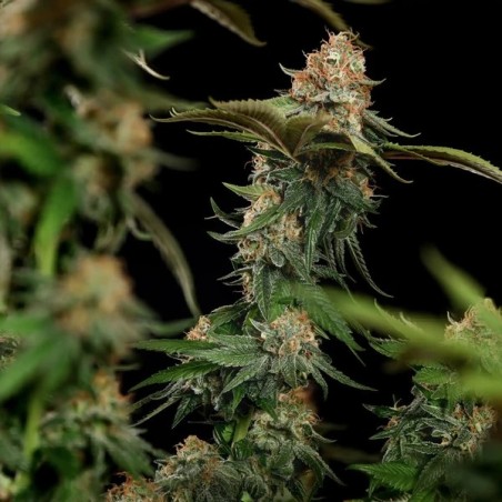 Tatanka Pure CBD semi cannabis Royal Queen Seeds