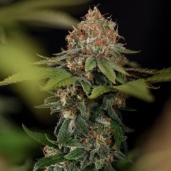 Tatanka Pure CBD semi cannabis Royal Queen Seeds