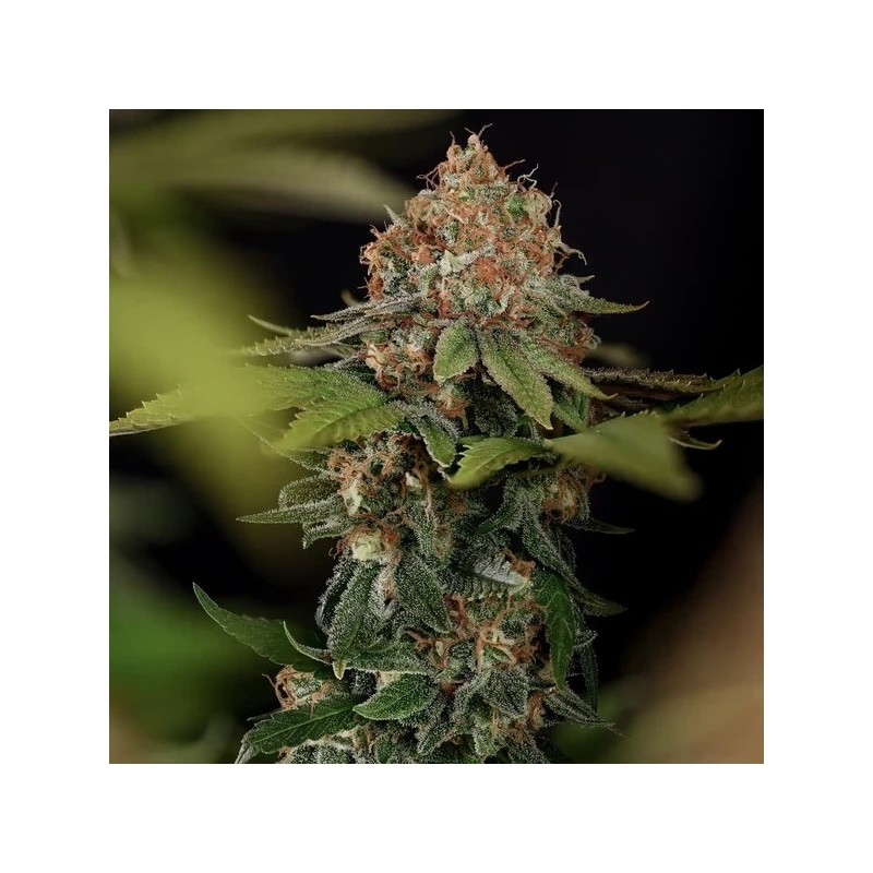 Tatanka Pure CBD semi cannabis Royal Queen Seeds
