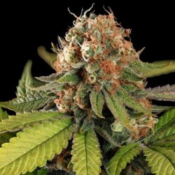 Tatanka Pure CBD semi cannabis Royal Queen Seeds
