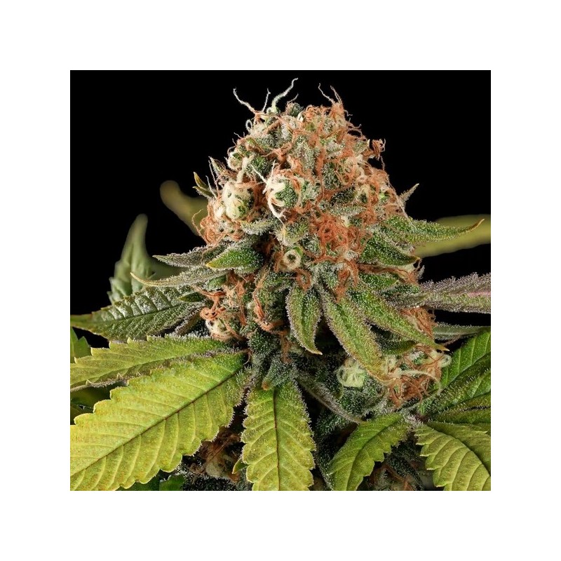 Tatanka Pure CBD semi cannabis Royal Queen Seeds