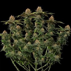 Tatanka Pure CBD semi cannabis Royal Queen Seeds