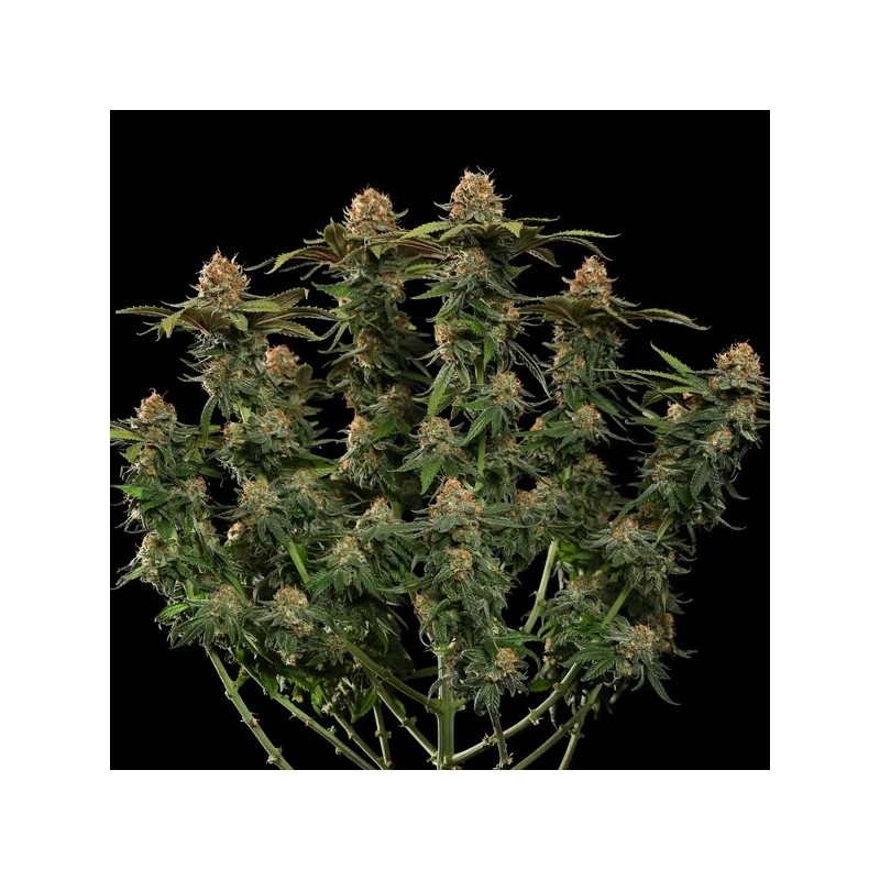 Tatanka Pure CBD semi cannabis Royal Queen Seeds