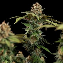 Tatanka Pure CBD semi cannabis Royal Queen Seeds