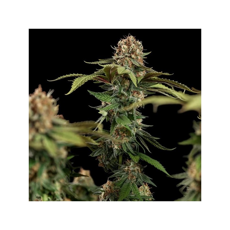 Tatanka Pure CBD semi cannabis Royal Queen Seeds