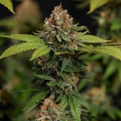 Tatanka Pure CBD semi cannabis Royal Queen Seeds