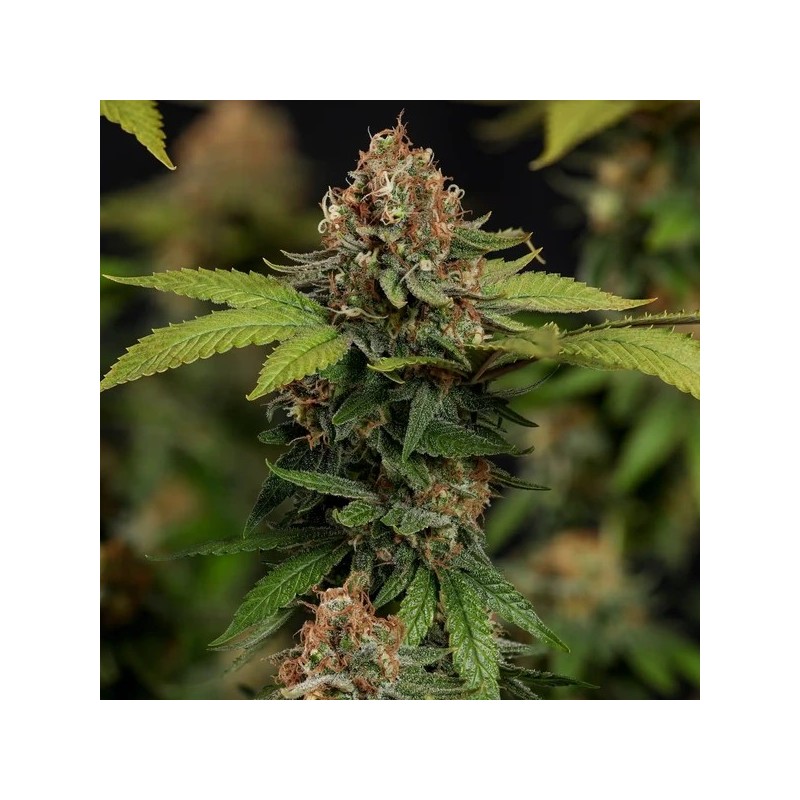 Tatanka Pure CBD semi cannabis Royal Queen Seeds